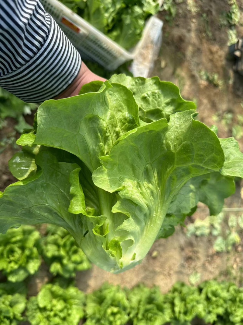 山东曹县生菜意大利生菜一手货源价格优惠欢迎电联