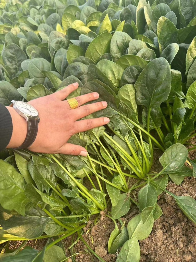 山东曹县优质菠菜小叶菠菜大叶菠菜产地直供品质好