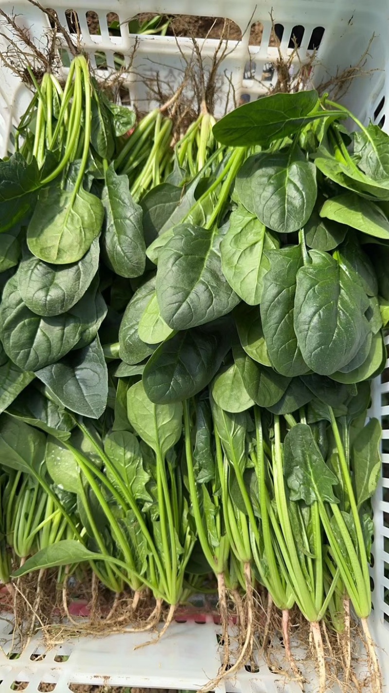 山东曹县优质菠菜小叶菠菜大叶菠菜产地直供品质好