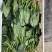 山东曹县优质菠菜小叶菠菜大叶菠菜产地直供品质好
