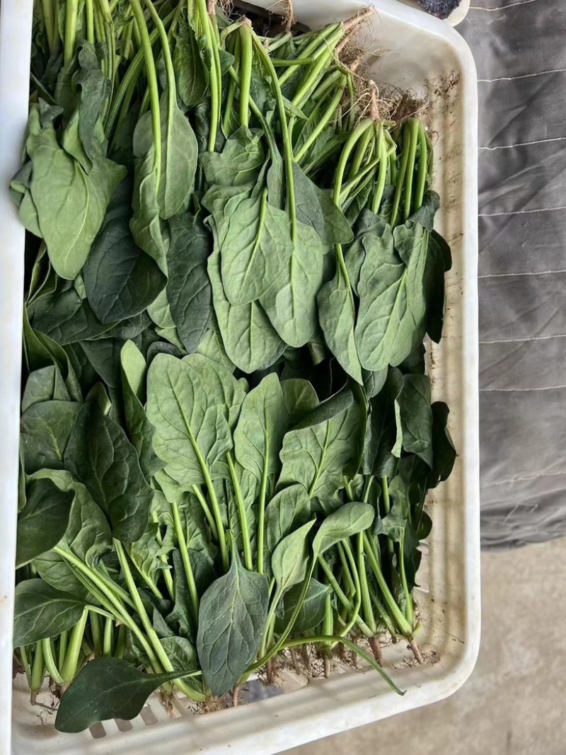 山东曹县优质菠菜小叶菠菜大叶菠菜产地直供品质好