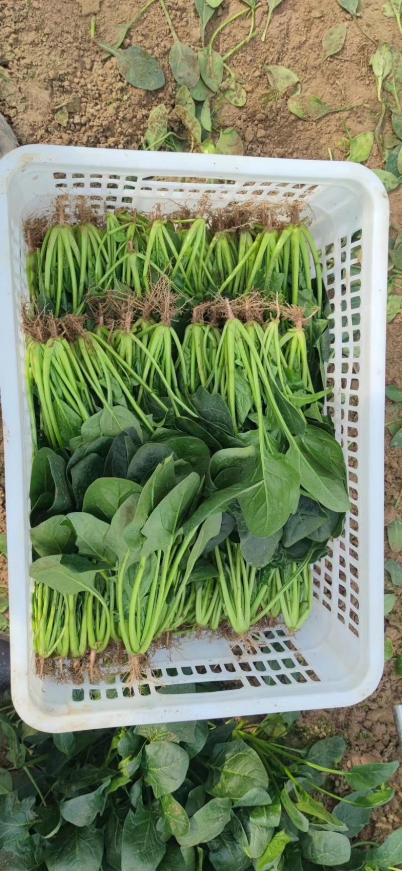 山东曹县优质菠菜小叶菠菜大叶菠菜产地直供品质好