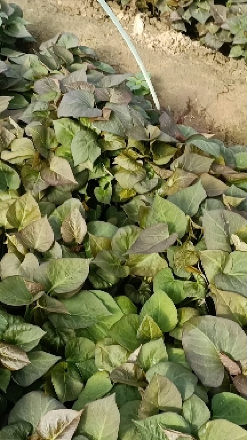 玛莎莉红薯苗，榴莲蜜薯苗，红瑶苗，白哈密薯苗，紫薯苗