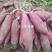 脱毒薯苗，红瑶苗，白哈密薯苗，紫薯苗