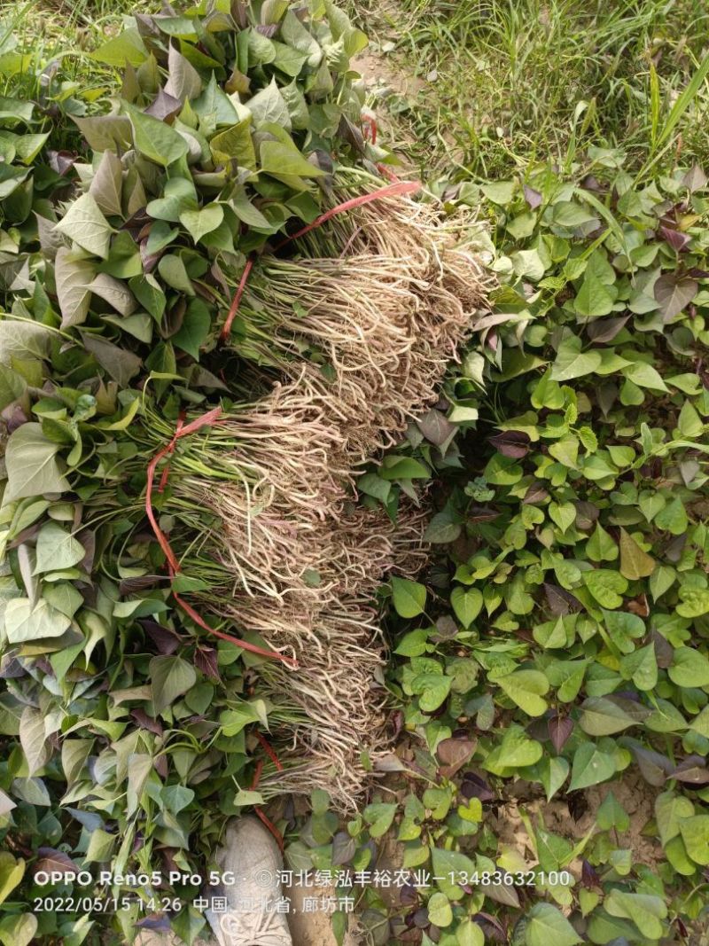 玛莎莉红薯苗，榴莲蜜薯苗，红瑶苗，白哈密薯苗，紫薯苗