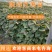 玛莎莉红薯苗，榴莲蜜薯苗，红瑶苗，白哈密薯苗，紫薯苗