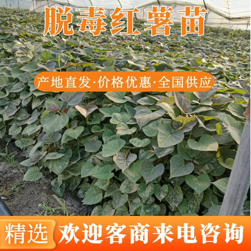 玛莎莉红薯苗，榴莲蜜薯苗，红瑶苗，白哈密薯苗，紫薯苗