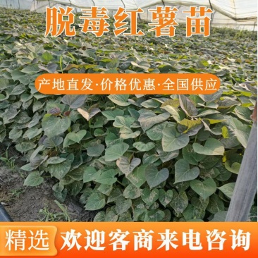 玛莎莉红薯苗，榴莲蜜薯苗，红瑶苗，白哈密薯苗，紫薯苗