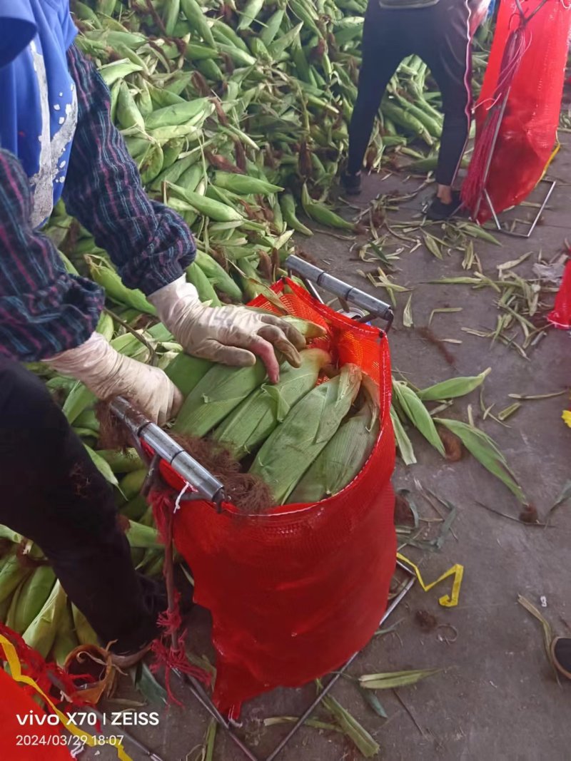676花糯玉米，糯玉米，产地供应一手货源长期供货