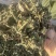 豨莶草习见草稀见草保庆药业批发实物拍摄豨莶草