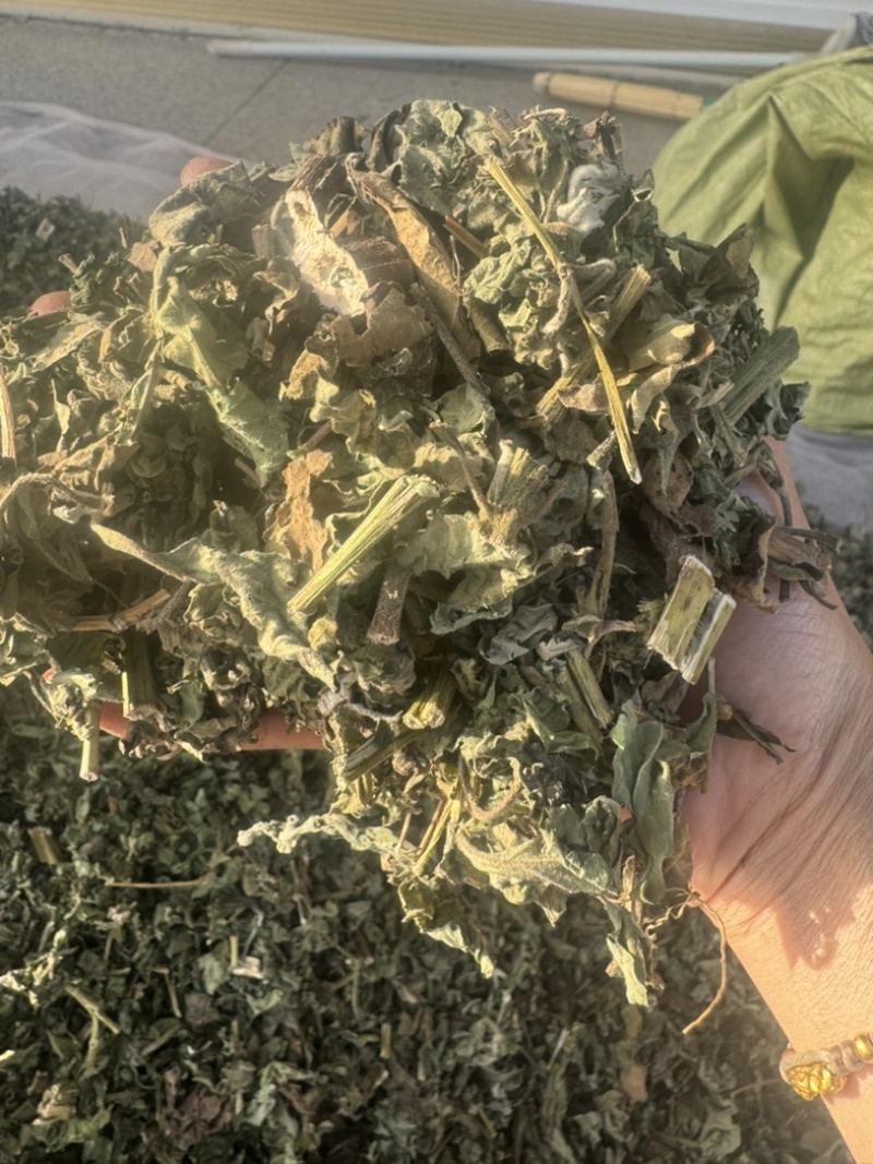豨莶草习见草稀见草保庆药业批发实物拍摄豨莶草