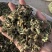 豨莶草习见草稀见草保庆药业批发实物拍摄豨莶草