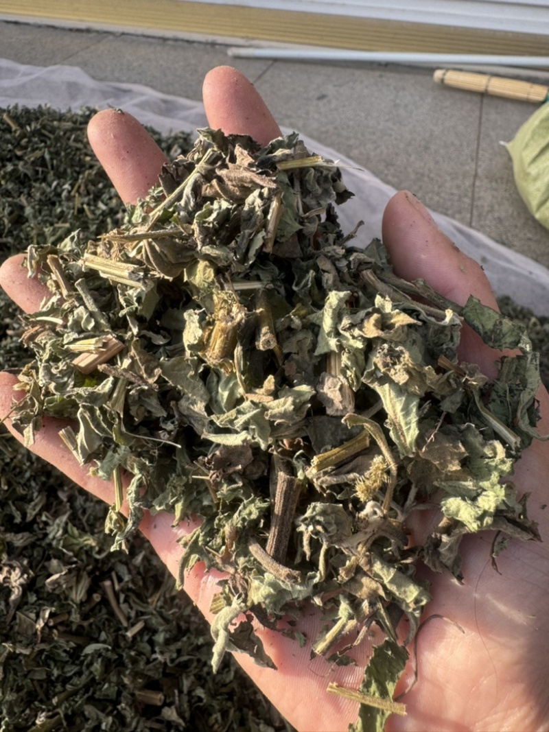 豨莶草习见草稀见草保庆药业批发实物拍摄豨莶草