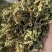豨莶草习见草稀见草保庆药业批发实物拍摄豨莶草