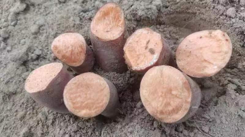 红心红薯丝（干货）用途：做红薯稀饭红薯弱甜品