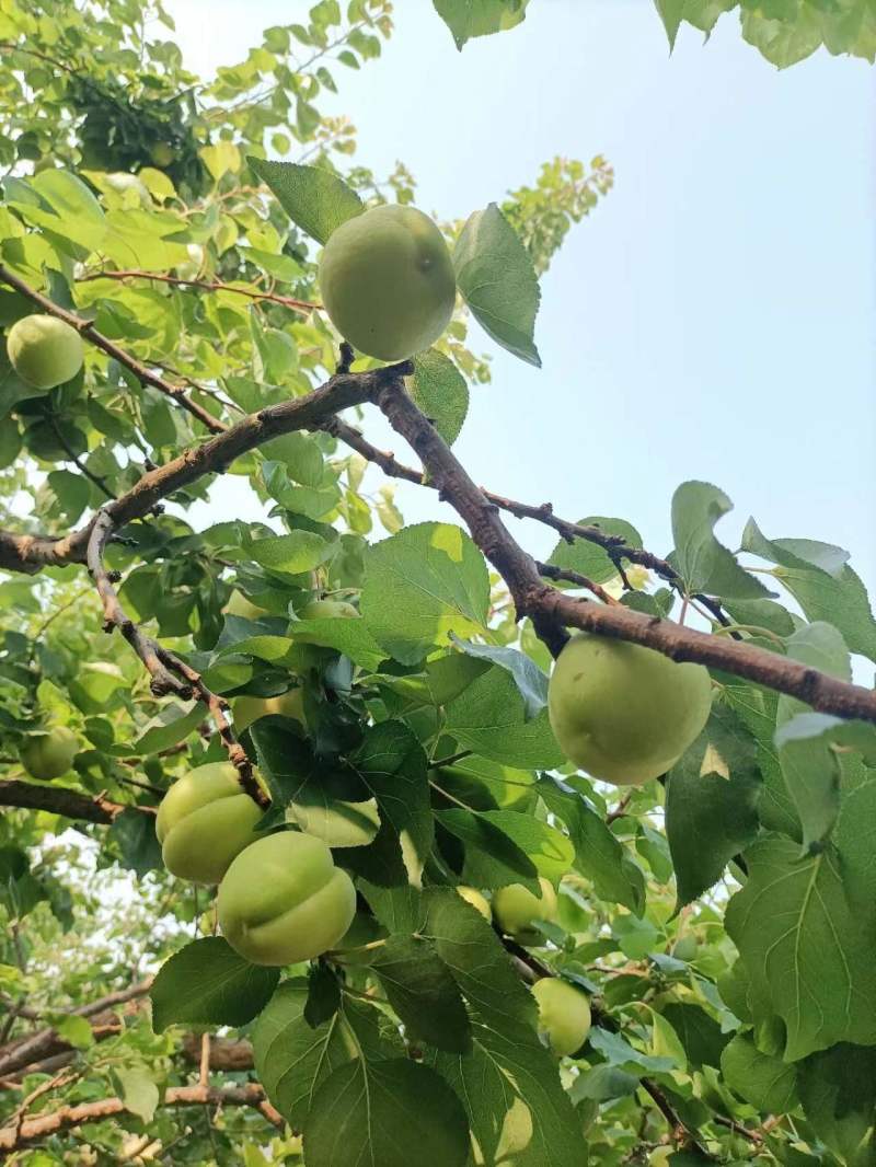 巨鹿大白杏，过季水果，皮薄果汁十足，又甜又大的大白杏