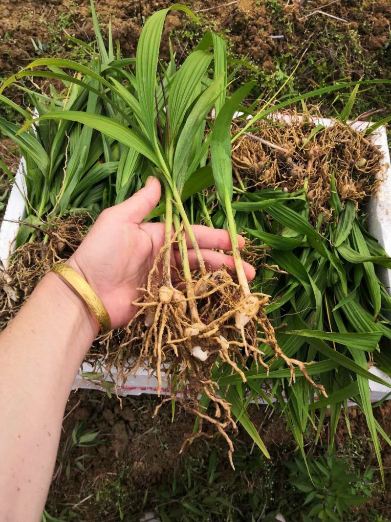 白芨苗紫花三叉大白芨（宽叶），药典品种。露天块茎驯化苗