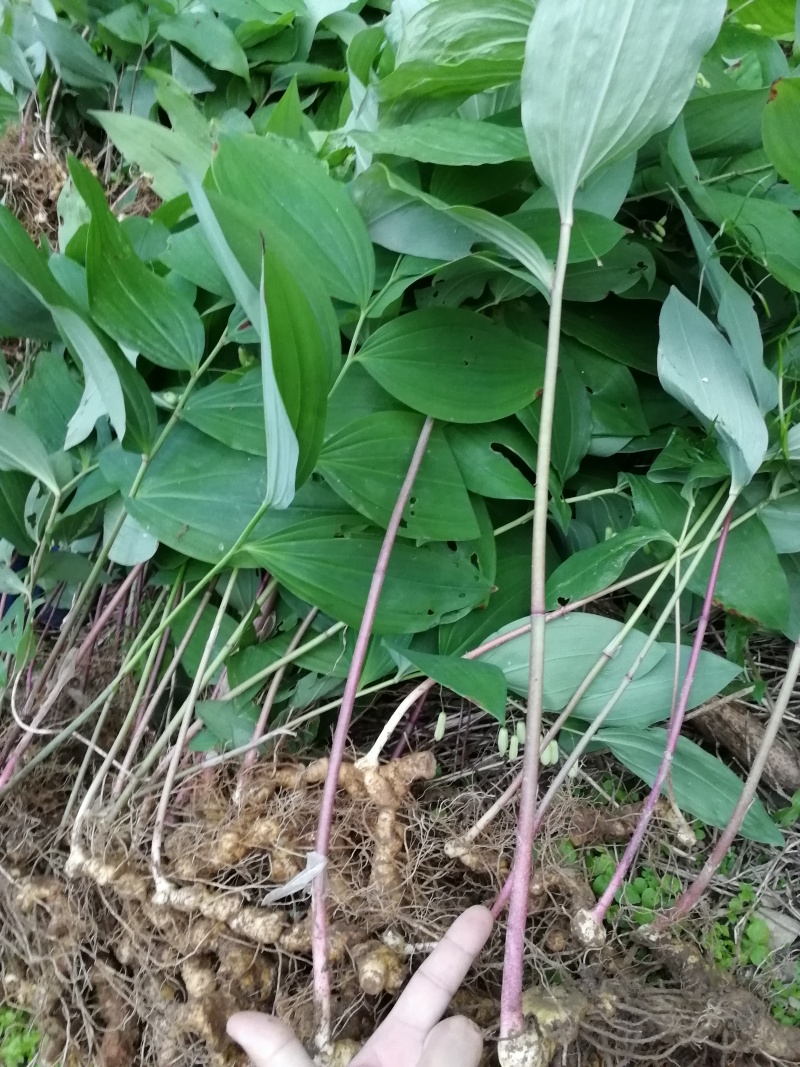 黄精苗3年露天块茎练化苗饼状生长产量高含量高