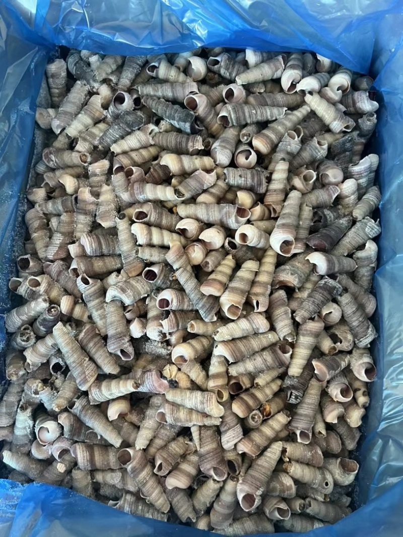 去尾熟煮钉螺，带黄，全国接单
