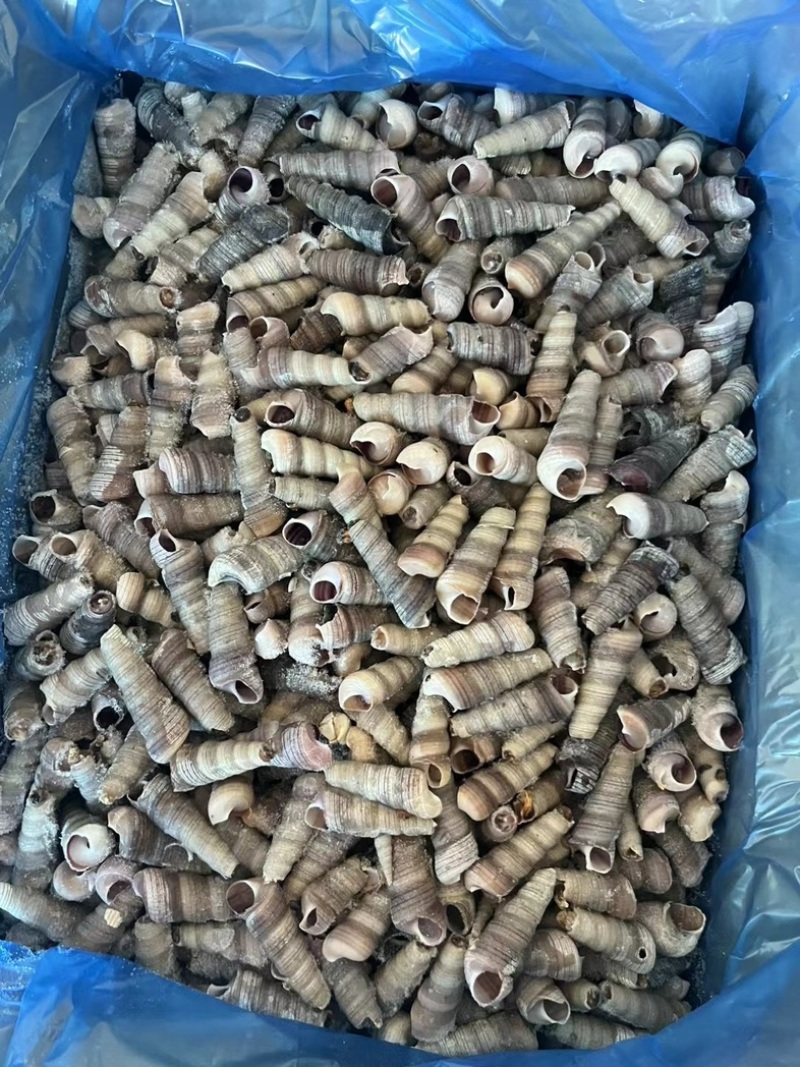 去尾熟煮钉螺，带黄，全国接单