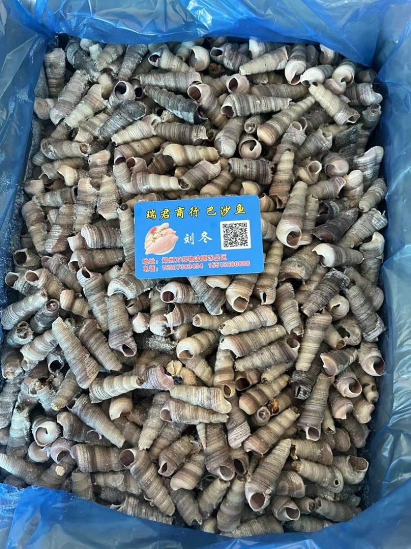 去尾熟煮钉螺，带黄，全国接单