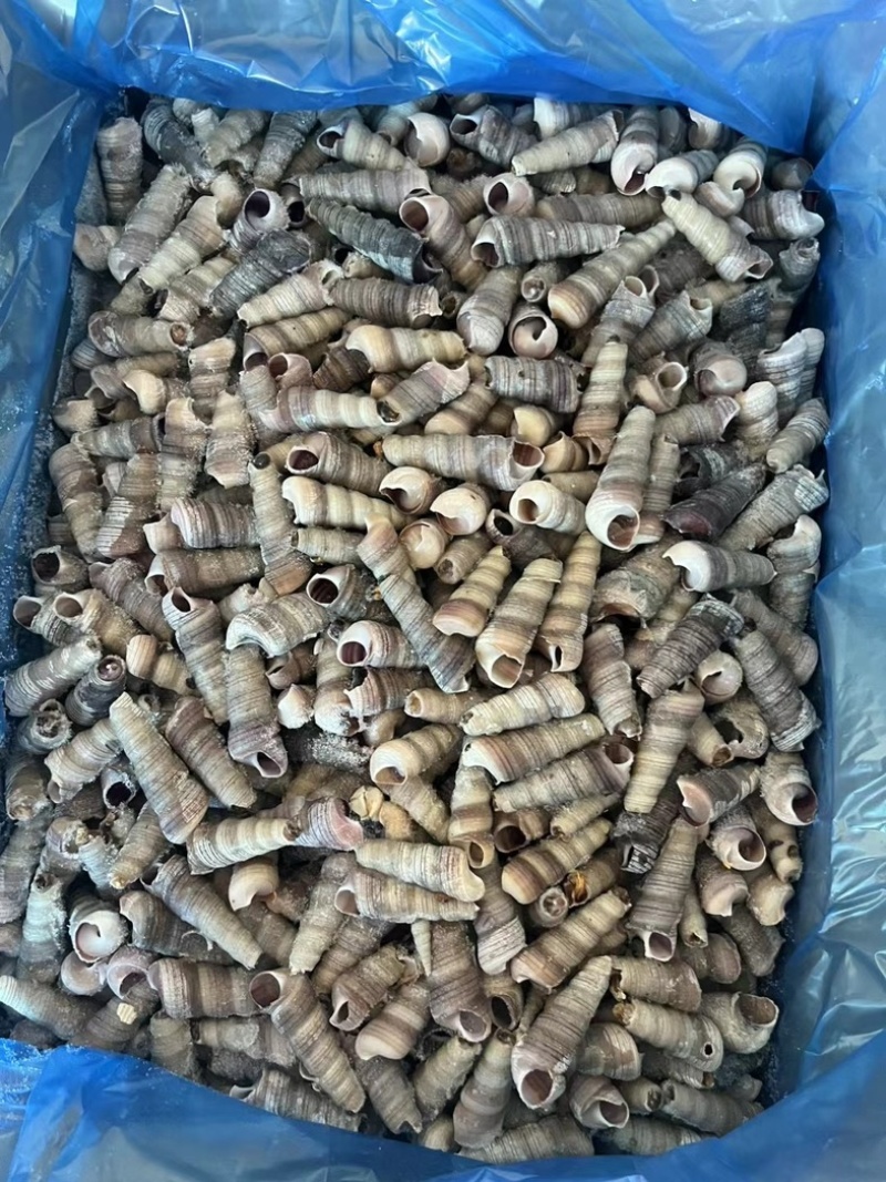 去尾熟煮钉螺，带黄，全国接单