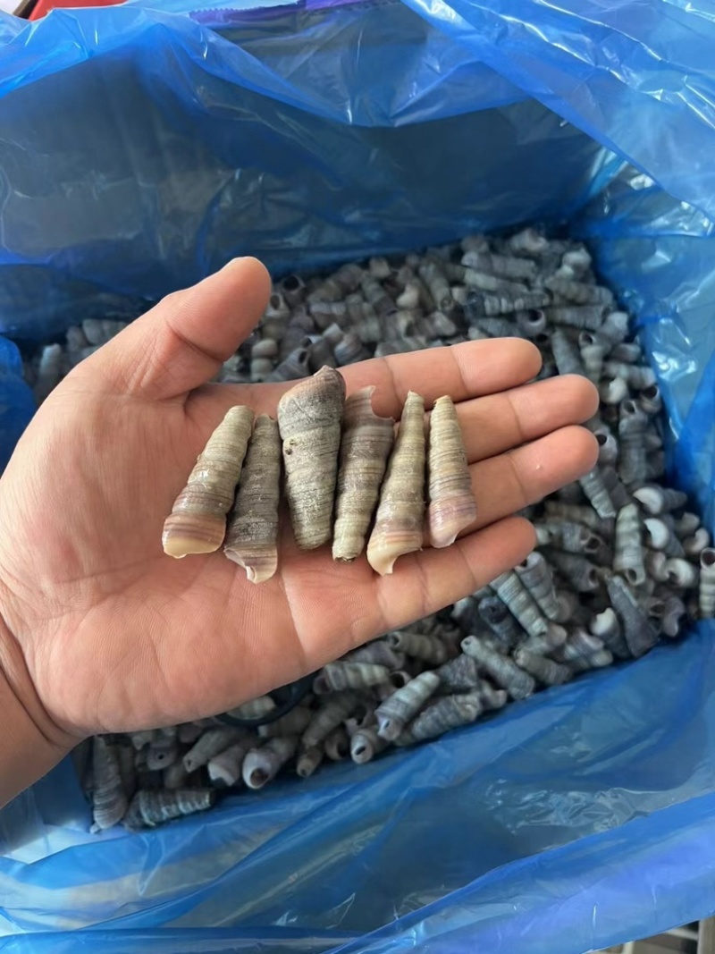 去尾熟煮钉螺，带黄，全国接单