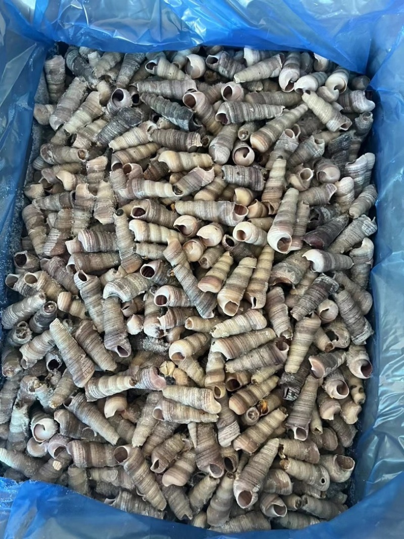 去尾熟煮钉螺，带黄，全国接单