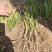 2024年新毛知母苗子好成活易管理免费提供种植技术