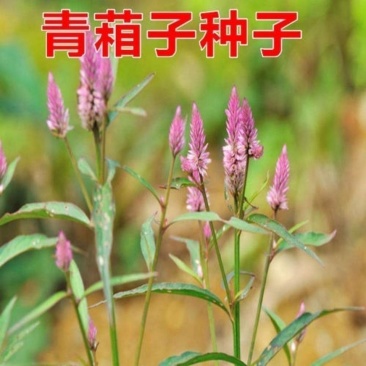 青葙种子草蒿昆仑草鸡冠苋籽春播夏秋开花可干切花室外盆栽