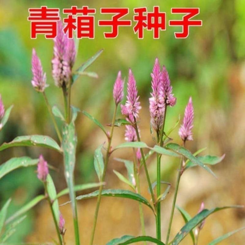 青葙种子草蒿昆仑草鸡冠苋籽春播夏秋开花可干切花室外盆栽