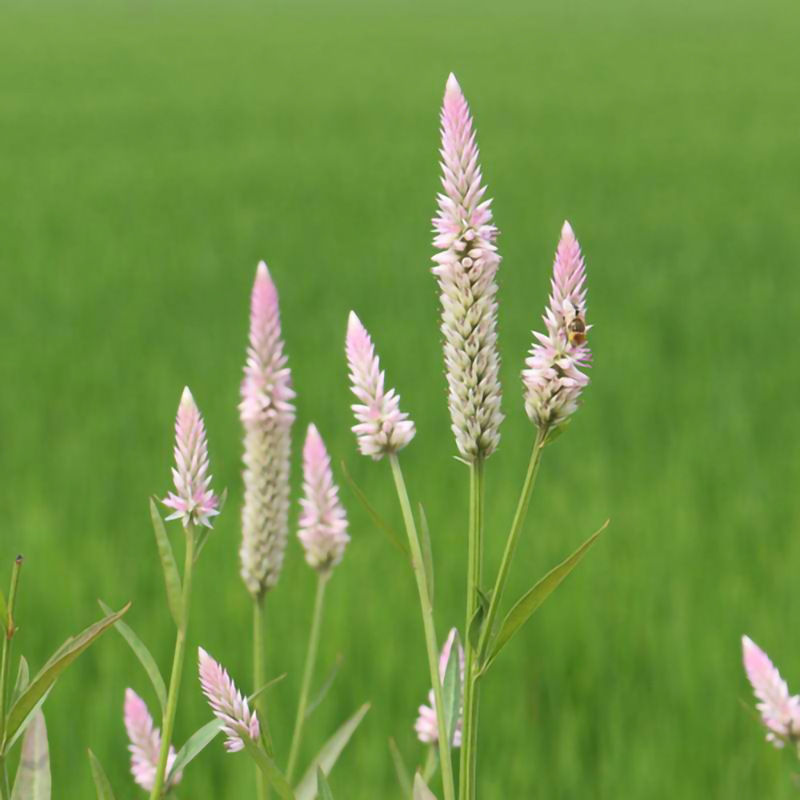 青葙种子草蒿昆仑草鸡冠苋籽春播夏秋开花可干切花室外盆栽
