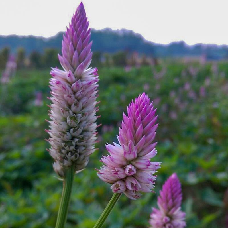 青葙种子草蒿昆仑草鸡冠苋籽春播夏秋开花可干切花室外盆栽