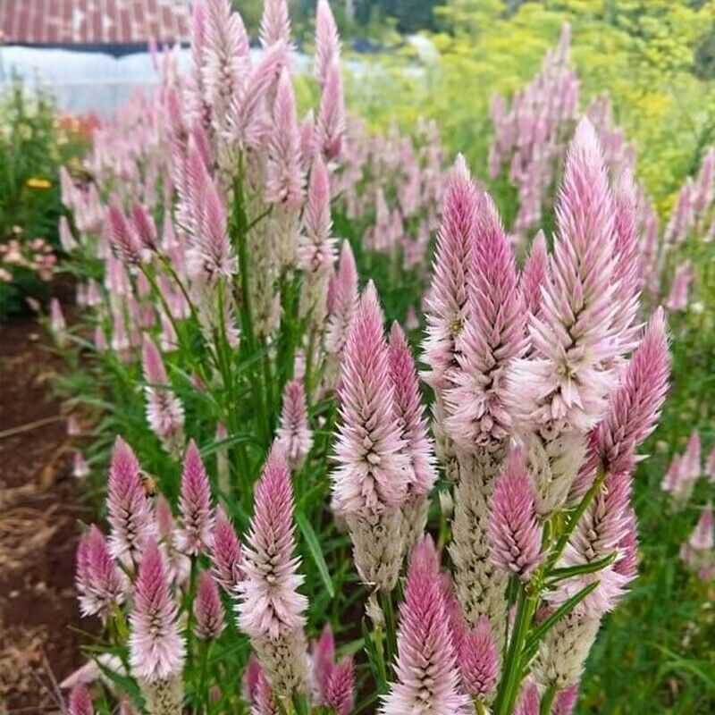 青葙种子草蒿昆仑草鸡冠苋籽春播夏秋开花可干切花室外盆栽