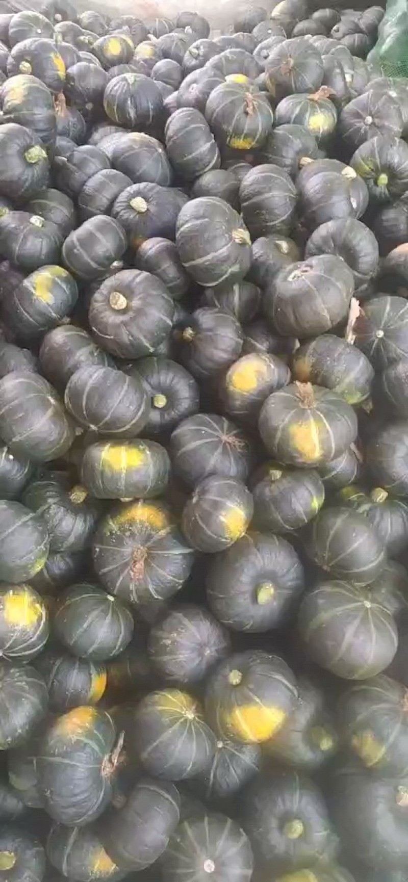 湖北省宜城市又粉又糯又甜的贝贝南瓜大量上市