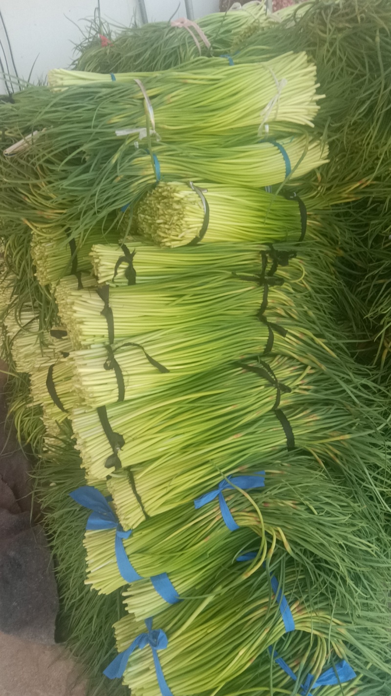 临颍白帽蒜苔