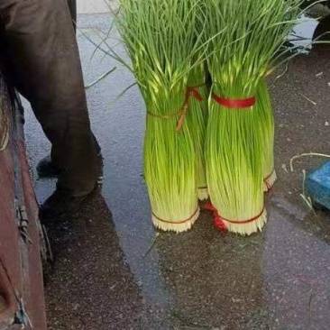 蒜苔精品白冒蒜苔产地上市，产地有冷库预冷一体服务模式