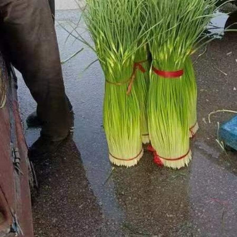 蒜苔精品白冒蒜苔产地上市，产地有冷库预冷一体服务模式