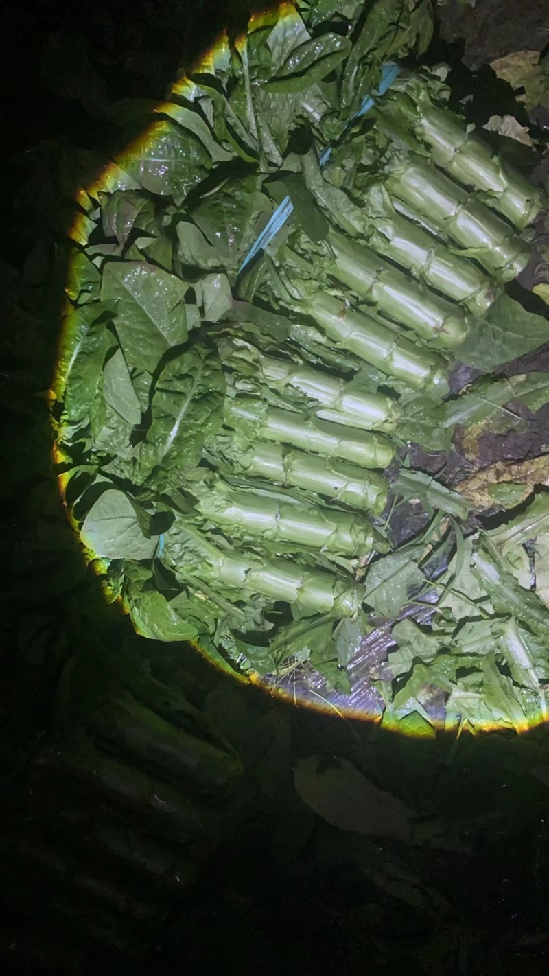 精品三青【毛叶】基地种植品质保证货源充足！