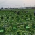 精品三青【毛叶】基地种植品质保证货源充足！