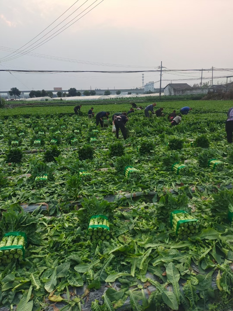 精品三青【毛叶】基地种植品质保证货源充足！