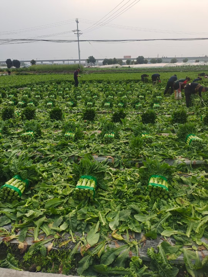 精品三青【毛叶】基地种植品质保证货源充足！