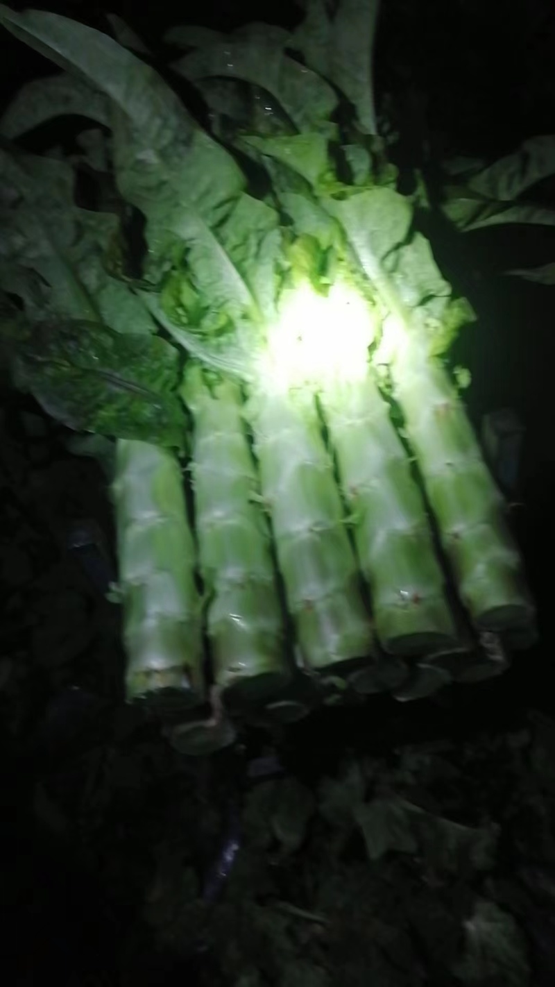 成都本地红尖叶了！春季红尖叶大量上市！！大小货都！！！！