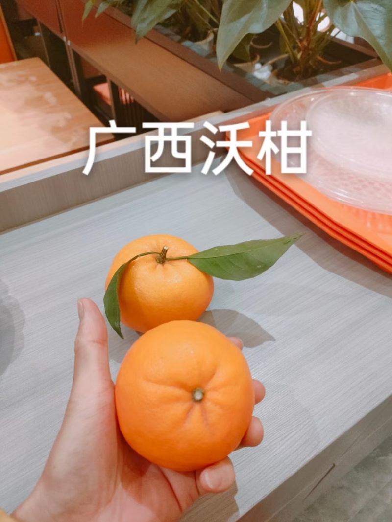 广西沃柑