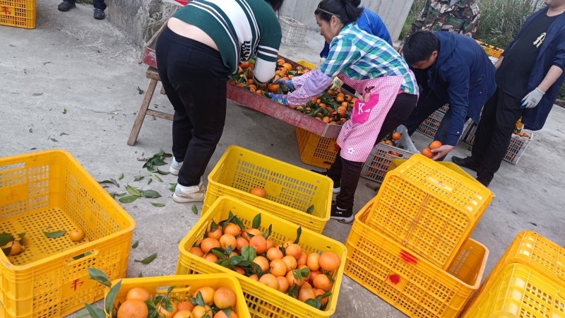广西沃柑