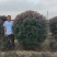 红叶李球规格齐全产地直供品质保证全国发货欢迎致电