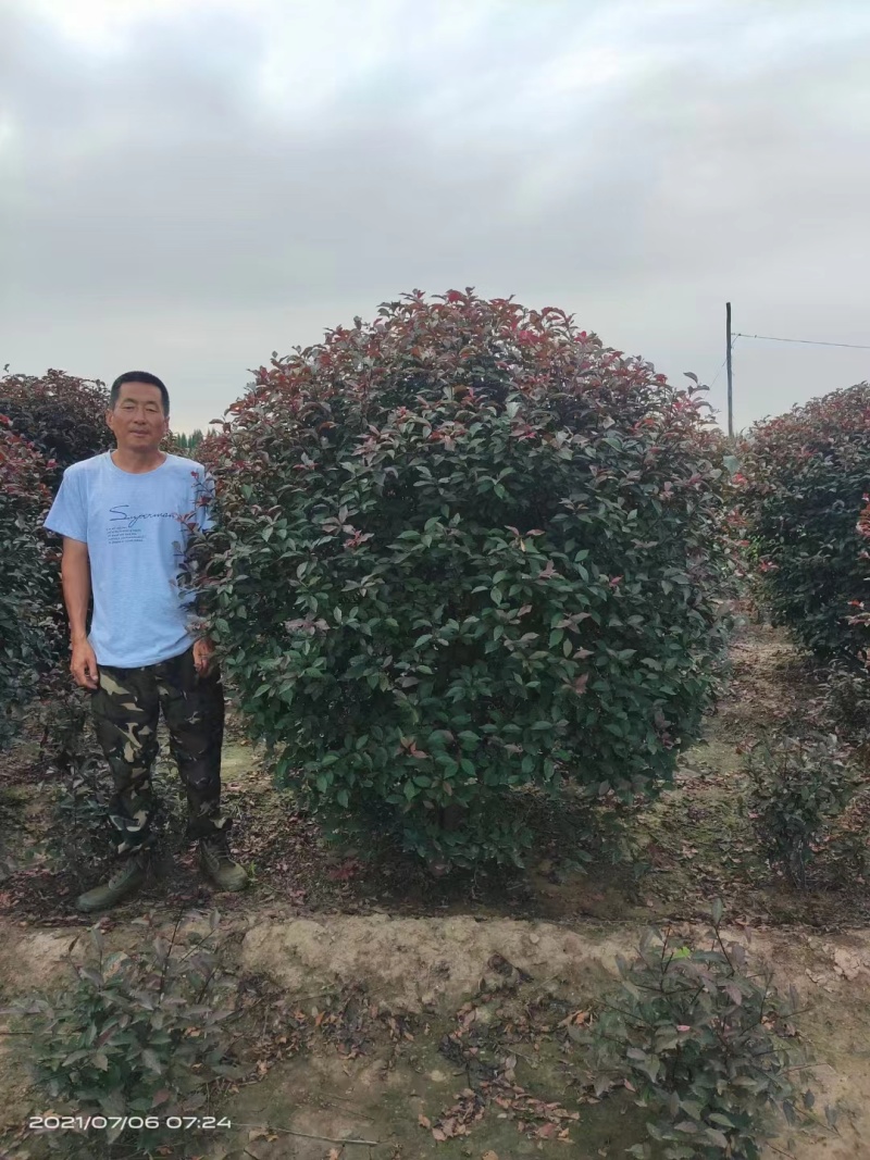 红叶李球规格齐全产地直供品质保证全国发货欢迎致电