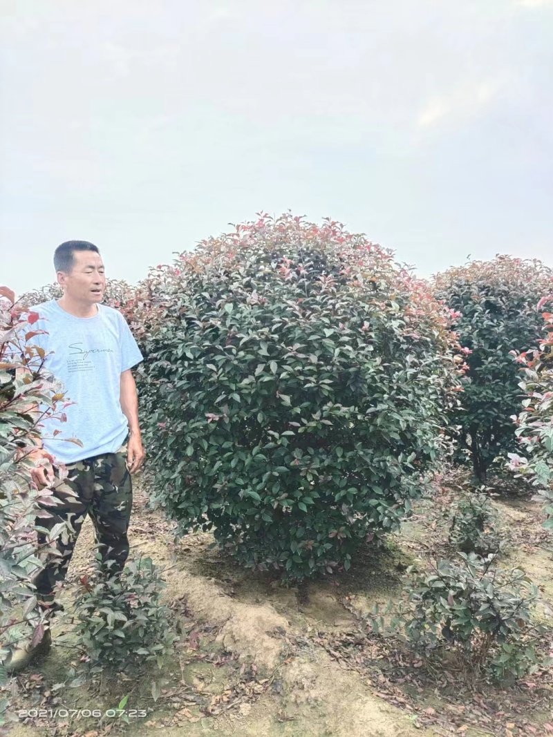 红叶李球规格齐全产地直供品质保证全国发货欢迎致电