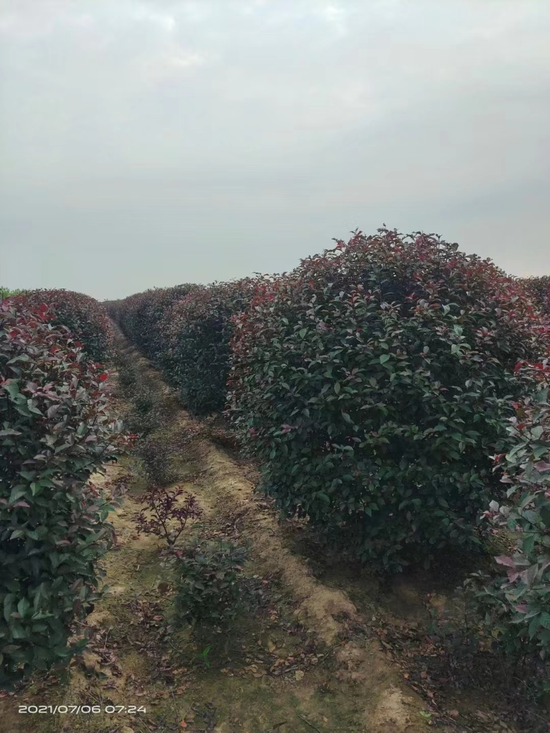 红叶李球规格齐全产地直供品质保证全国发货欢迎致电