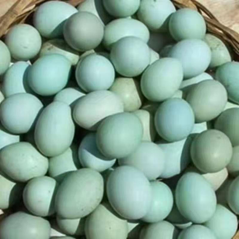 五黑绿壳蛋鸡苗大量供应，养殖场直发，量大从优疫苗齐全